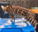 Volbloed bengaalse (ras)katten, Meerdere dieren, Gechipt