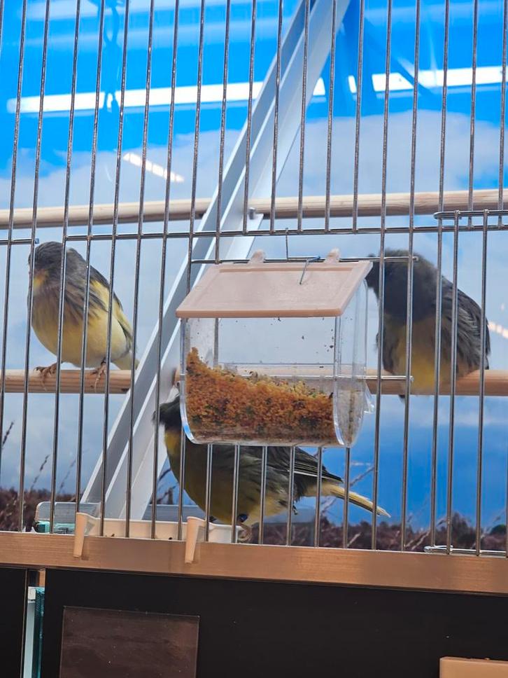 gloster kanarie's, Dieren en Toebehoren, Vogels | Kanaries, Kleurkanarie, Meerdere dieren