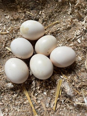 Broedeieren USA Zijdehoen beschikbaar voor biedingen