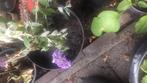 Tuinplant, Ophalen of Verzenden, Zomer, Overige soorten, Halfschaduw