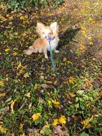 mooi lief chihuahua teefje, Dieren en Toebehoren, 15 weken tot 1 jaar, CDV (hondenziekte), Teef, Eén hond