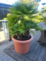 Chamaerops humilis Vulcano, Lente, 100 tot 250 cm, Palmboom, Ophalen