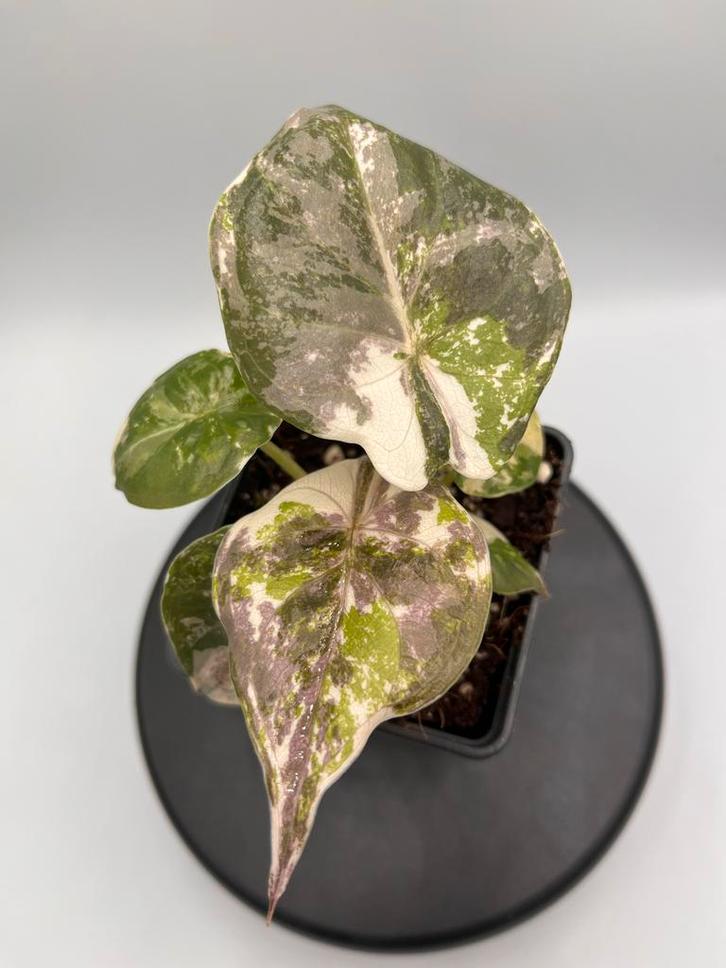 Alocasia Wentii Albo Pink Variegata, Huis en Inrichting, Kamerplanten, Overige soorten, Minder dan 100 cm, Groene kamerplant, Halfschaduw