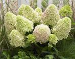 **ACTIE** Hydrangea Little Spooky, laagblijvende pluimhorten, Tuin en Terras, Ophalen of Verzenden, Hortensia, Struik, Minder dan 100 cm