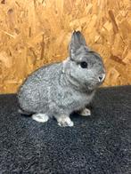 Rasechte Kleurdwerg Chinchilla Man Jong (dwergkonijn), Dieren en Toebehoren, Mannelijk, Dwerg, 0 tot 2 jaar