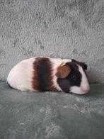 Jong zeugje, Dieren en Toebehoren, Knaagdieren, Cavia, Vrouwelijk, Tam, Oktober