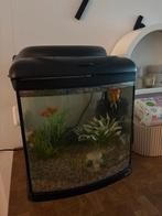 Aquarium met vissen, Dieren en Toebehoren, Ophalen of Verzenden, Zo goed als nieuw, Gevuld zoetwateraquarium