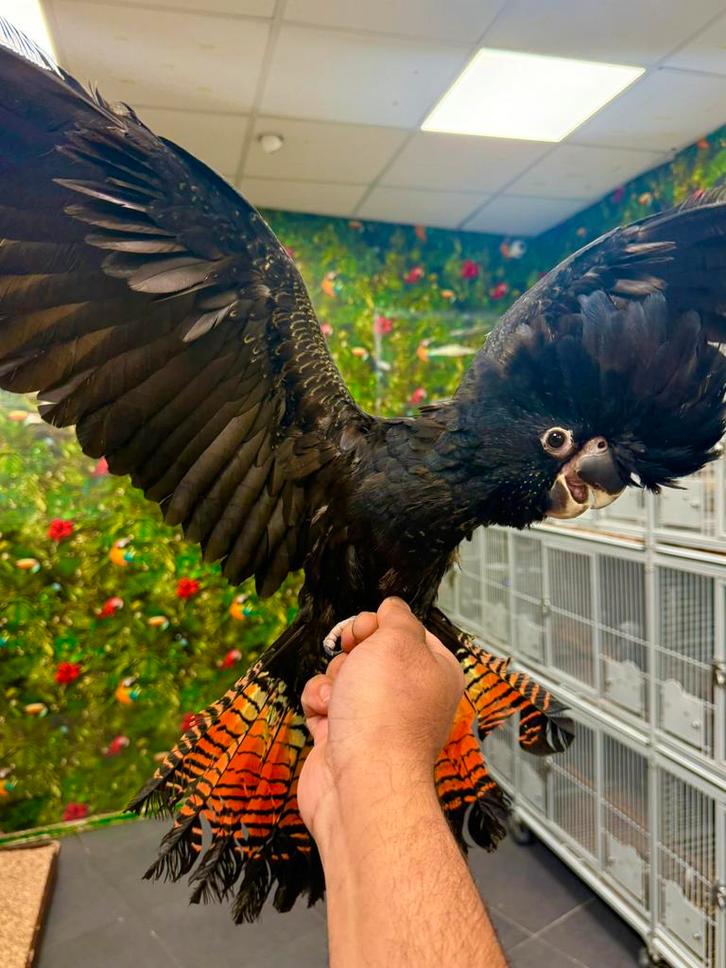 Jonge zeldzaam zwartroodstaart kaketoe, Dieren en Toebehoren, Vogels | Parkieten en Papegaaien, Papegaai, Meerdere dieren, Pratend