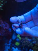 Tropicana anacropora koraal, Dieren en Toebehoren, Vissen | Aquariumvissen, Overige typen, Zoutwatervis