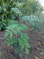 chinese peperboom (zanthoxylum), Tuin en Terras, Planten | Bomen, Volle zon, Minder dan 100 cm, Zomer, Overige soorten