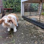 Konijn met hok, Dieren en Toebehoren, Konijnen, Mannelijk