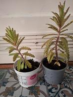 Kalanchoë "Lucky Bells" | STEKJES, Huis en Inrichting, Kamerplanten, Ophalen, Vetplant, Minder dan 100 cm, Bloeiende kamerplant