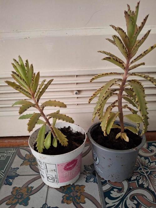 Kalanchoë "Lucky Bells" | STEKJES, Huis en Inrichting, Kamerplanten, Vetplant, Minder dan 100 cm, Bloeiende kamerplant, Volle zon