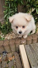 Prachtige Boom x Pomeriaan pups, Rabiës (hondsdolheid), 8 tot 15 weken, Meerdere, Meerdere dieren
