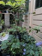 Boompje. Kan ook op balkon. Es. Inheemse boom, Ophalen, Overige soorten, Volle zon