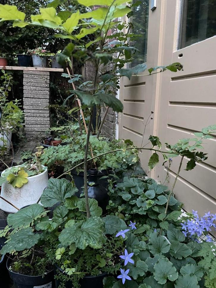 Boompje. Kan ook op balkon. Es. Inheemse boom, Tuin en Terras, Planten | Tuinplanten, Overige soorten, Volle zon, Ophalen