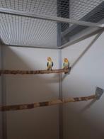 Koppel roestkop caique's.