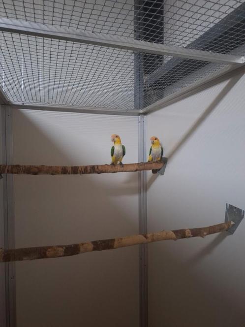 Koppel roestkop caique's., Dieren en Toebehoren, Vogels | Parkieten en Papegaaien