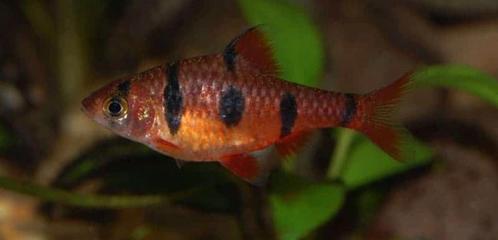 Tropische vissen, Dieren en Toebehoren, Vissen | Aquariumvissen, Vis