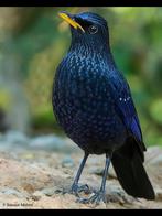 Chinese fluitlijsters, Mannelijk