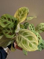 Marantha Light Veins stekken, Huis en Inrichting, Kamerplanten, Ophalen of Verzenden, Overige soorten, Minder dan 100 cm