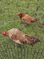 Friese koekoek kippen te koop., Dieren en Toebehoren, Pluimvee, Meerdere dieren, Kip