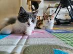 Mainecoon x brit kittens, Dieren en Toebehoren, Ontwormd