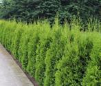 Coniferen hagen / Haag / Conifeer Thuja Brabant, Tuin en Terras, Planten | Struiken en Hagen, Ophalen of Verzenden, Conifeer, 100 tot 250 cm
