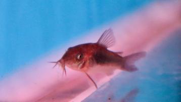 Corydoras Aenues - Bronze Corydoras beschikbaar voor biedingen