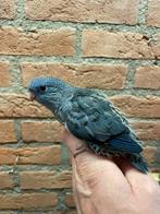 Catharina parkieten voor tam maken, Dieren en Toebehoren, Vogels | Parkieten en Papegaaien, Meerdere dieren, Parkiet, Geringd