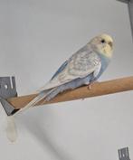 Rosbief zoekt een huisje! (grasparkiet), Dieren en Toebehoren, Vogels | Parkieten en Papegaaien, Vrouwelijk, Parkiet