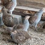 Te koop europese patrijzen, Dieren en Toebehoren, Mei, Meerdere dieren