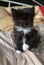 Maine coon kitten, Poes