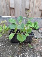 Smeerwortel, Tuin en Terras, Planten | Tuinplanten, Volle zon, Vaste plant, Zomer, Ophalen