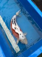 Shusui koi, Dieren en Toebehoren, Vissen | Vijvervissen, Karper of Koi