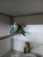 JONGE AGAPORNIS ROSEICOLLIS OM ZELF TAM TE MAKEN, Meerdere dieren, Dwergpapegaai of Agapornis, Geringd