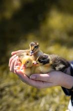 Indische loopeend | Eendenkuikens | Gesekst, Dieren en Toebehoren, Pluimvee, Meerdere dieren, Eend