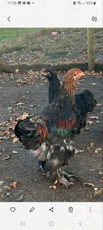 Brahma Kippen, Dieren en Toebehoren, Pluimvee, Vrouwelijk, Kip