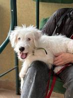 Robbie, middel grote 7 maand jonge pup zoekt baas, Dieren en Toebehoren, Honden | Niet-rashonden, Particulier, Rabiës (hondsdolheid)