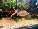 Chiclide, Dieren en Toebehoren, Vis, Zoetwatervis