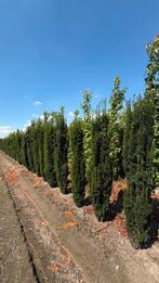 Taxus fastiagata zuiltaxus, Ophalen of Verzenden, Bloeit niet, Overige soorten, Volle zon
