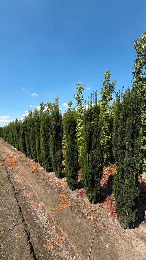 Taxus fastiagata zuiltaxus, Tuin en Terras, Planten | Tuinplanten, Overige soorten, Volle zon, Bloeit niet, Ophalen of Verzenden
