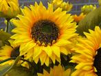 Prachtige Zonnebloemen Kunstbloemen – goedkoop - boeket, Binnen, 3811JM, Info@rodebeagle.nl, Rode Beagle kunstbloemen