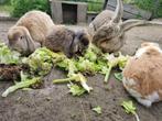 GEZOCHT Oude dierenspullen, Ophalen of Verzenden