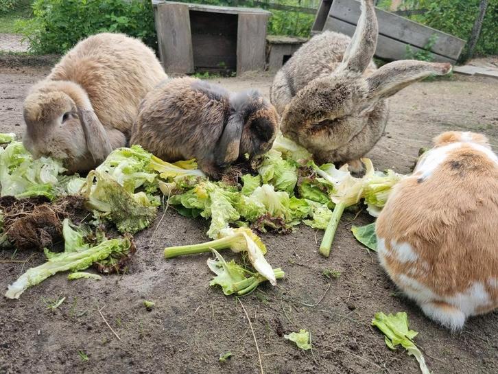 GEZOCHT Oude dierenspullen, Dieren en Toebehoren, Overige Dieren-accessoires, Ophalen of Verzenden