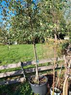 Berken bomen, Ophalen of Verzenden, Bloeit niet, Volle zon, Overige soorten