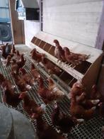 Legkippen tegen de leg., Dieren en Toebehoren, Pluimvee, Vrouwelijk, Kip