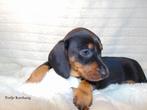 Prachtige Black and Tan Teckel pups uit FCI lijn, Dieren en Toebehoren, Honden | Teckels en Dashonden, Kaninchen, 8 tot 15 weken
