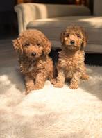 Prachtige pups toy poedel mini toypoedel pups, Poedel, CDV (hondenziekte), 8 tot 15 weken, Meerdere