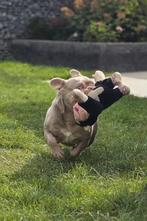 💗 Super mooie franse bulldog teef isabella tan kleur 💗, Particulier, Rabiës (hondsdolheid), 1 tot 2 jaar, Buitenland